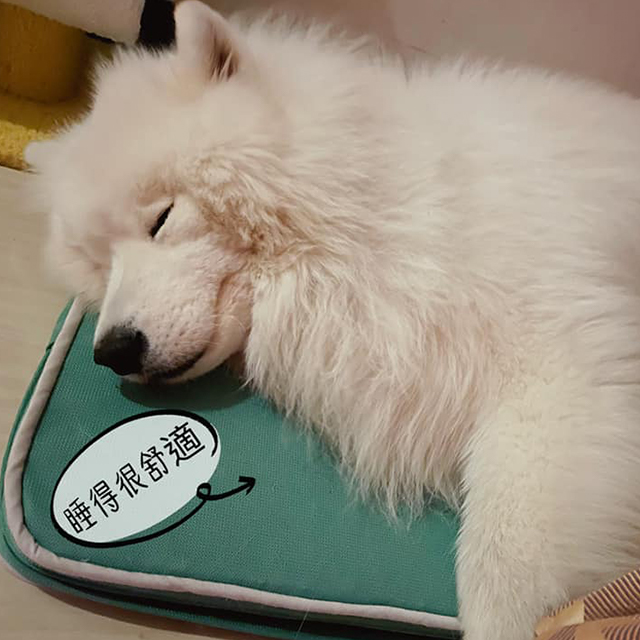 LIFEAPP-經典透氣睡墊-薩摩耶魯蛋Samoyed