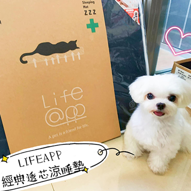 LIFEAPP經典透芯涼睡墊-馬爾濟斯小肉包搗蛋日記簿