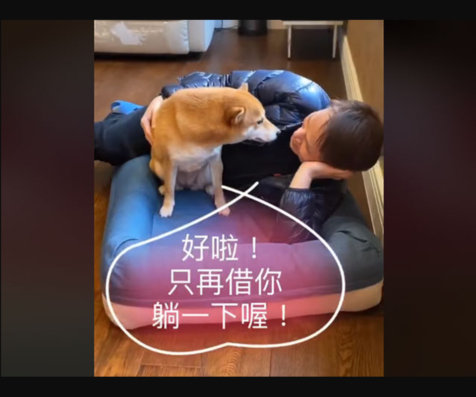 LIFEAPP愛兒堡-柴犬我是Happy，她是蜜獎