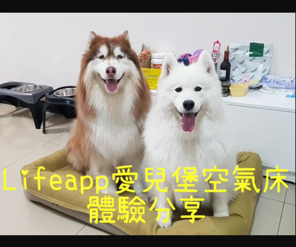 LIFEAPP愛兒堡-雪橇犬麥可噗優