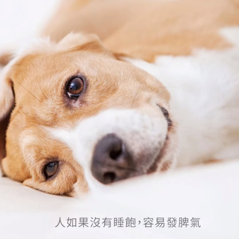 LIFEAPP睡眠對毛孩的重要性